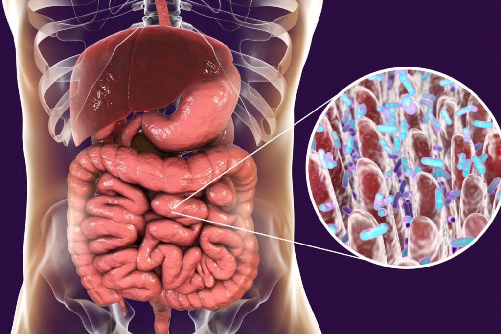 Cours en ligne sur le microbiote