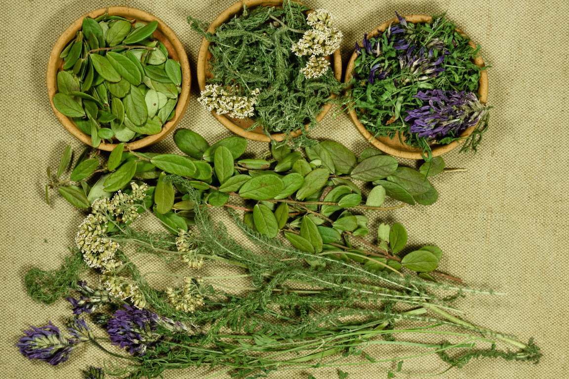 Formation en Phytothérapie Méditerranéenne. ISMEC