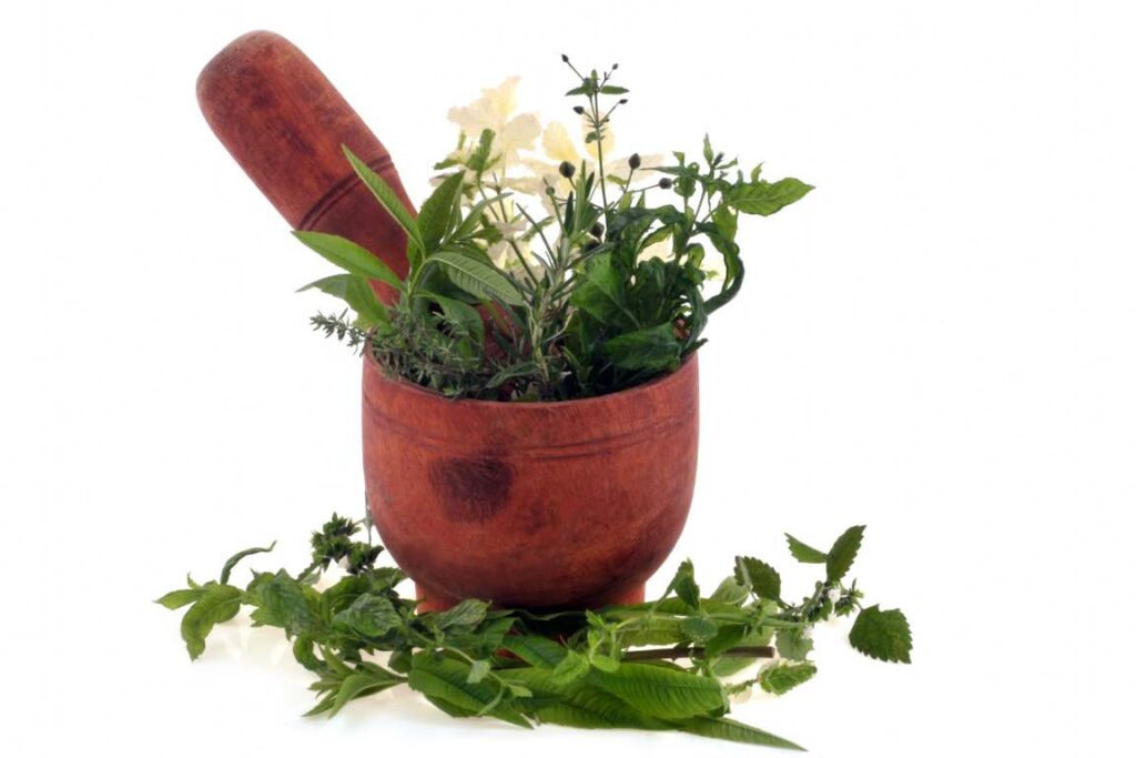 Phytothérapie méditerranéenne Cours